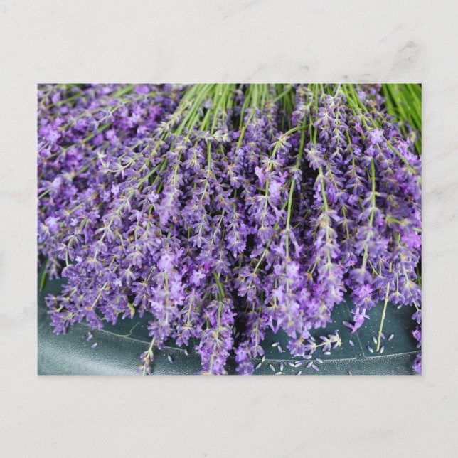 Saltos de la postal de Lavender (Anverso)