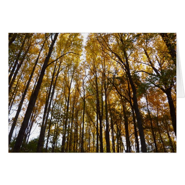 Saltos de otoño en la naturaleza matutina de Maryl (Anverso (Horizontal))