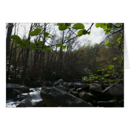 Saltos de primavera en el pequeño río pichón