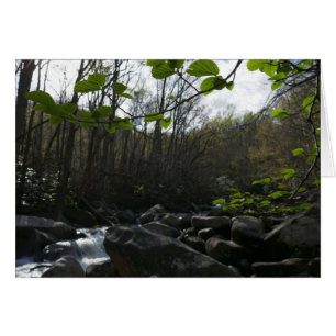Saltos de primavera en el pequeño río pichón