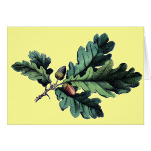 Saltos y alcornoques de roble antiguo