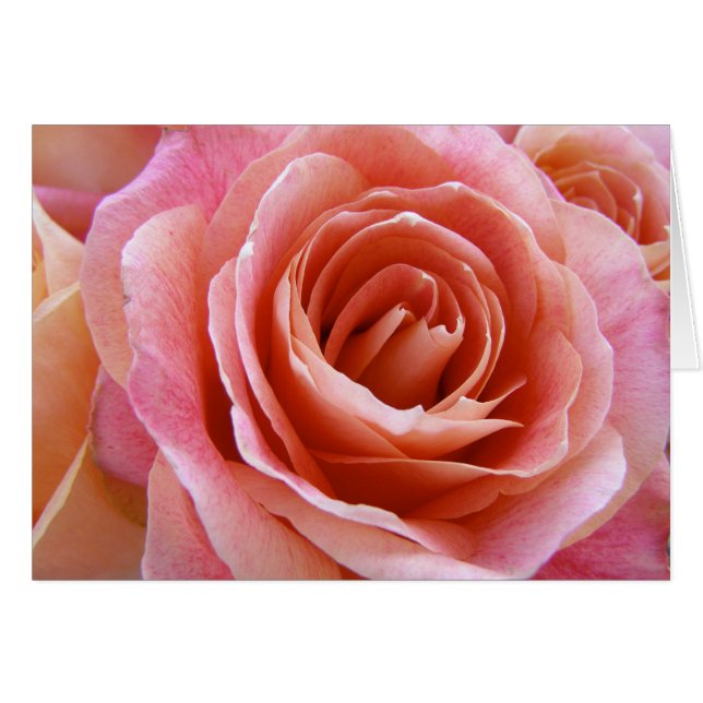 Saludo con fotos de rosa rosa rosa rosa rosa de co (Anverso (Horizontal))