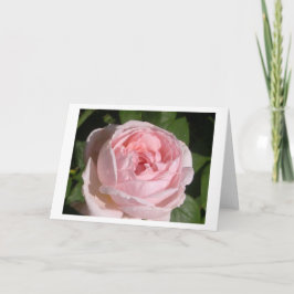 Saludo rosa dulce rosa o tarjetas de notas