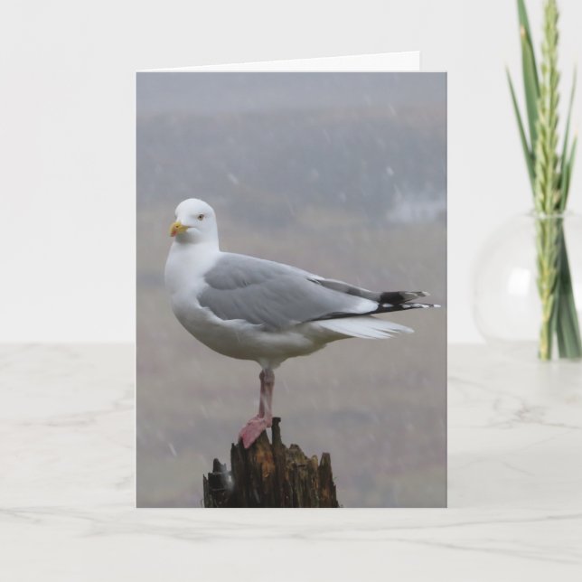 Saludos de gaviota Añadir tarjeta de texto (Anverso)