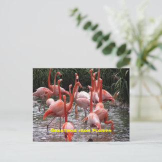 "Saludos desde Florida", postal de flamencos