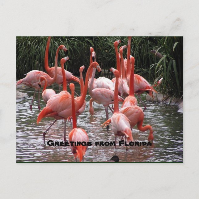 "Saludos desde Florida", postal flamingos (Anverso)