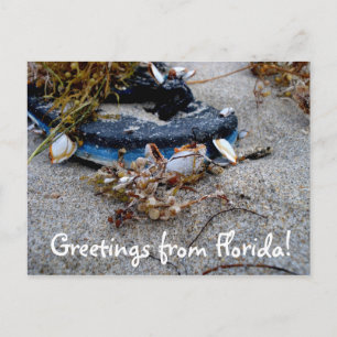 Saludos desde la postal de Florida