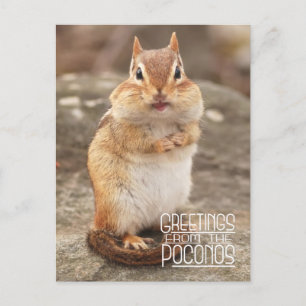 Saludos desde la postal de Poconos Chipmunk