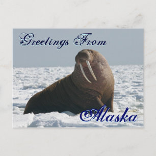 Saludos desde la tarjeta postal Alaska Bull Walrus