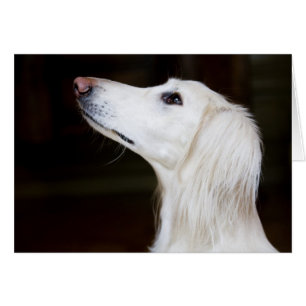 Saluki Mirando