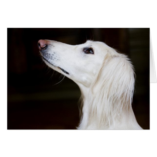 Saluki Mirando (Anverso (Horizontal))