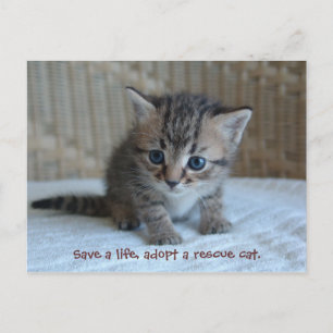 Salva una vida, adopta un gato de rescate. postal