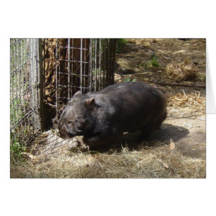 Salvaje para Wombats