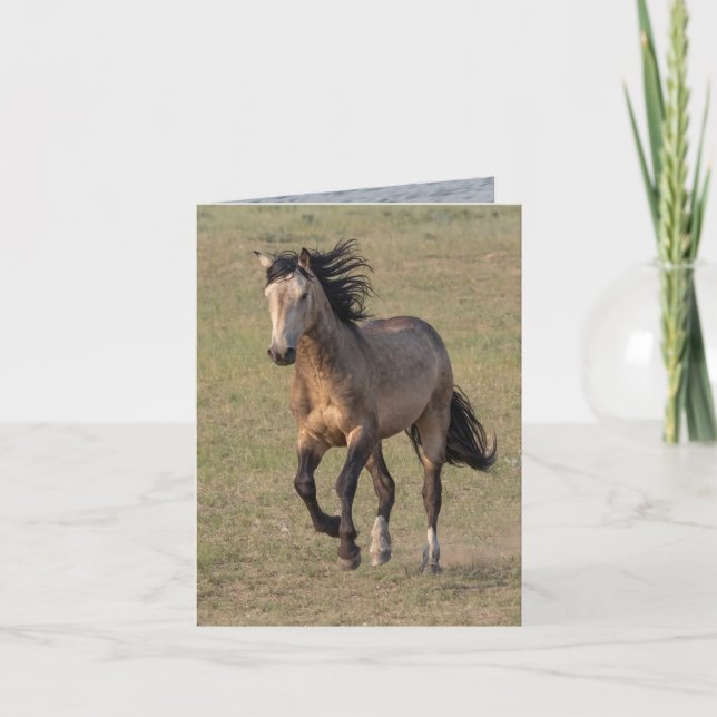 Salvajes tarjetas de felicitación para caballos -  (Anverso)