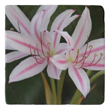 Cabo Lily Trivet rosa y blanco contra verde