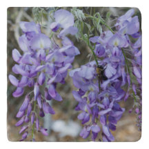 Flor púrpura de las glicinias en primavera con la