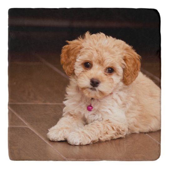 Salvamanteles Mezcla Del Caniche Del Bebe O Perro De Perrito Zazzle Es Salvamanteles Mezcla Del Caniche Del Bebe O Perro De Perrito Zazzle Es