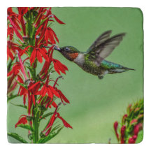 TRIVET-HUMMINGBIRD-NO PUEDE LLEGAR SUFICIENTE