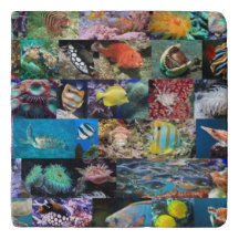 Vida Marina de Arrecife de Coral de Moda: Peces y