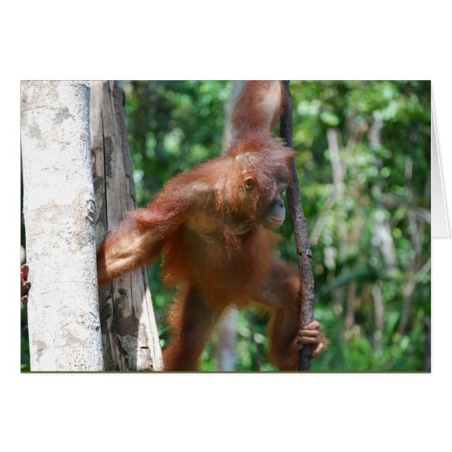 Salvar la vida salvaje de Borneo Orangutan (Anverso (Horizontal))