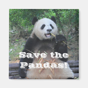 Salvar los pandas gigantes imán