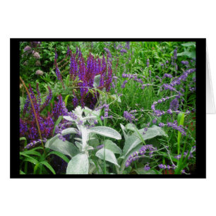 SALVIA Y EL OÍDO DE LAMB