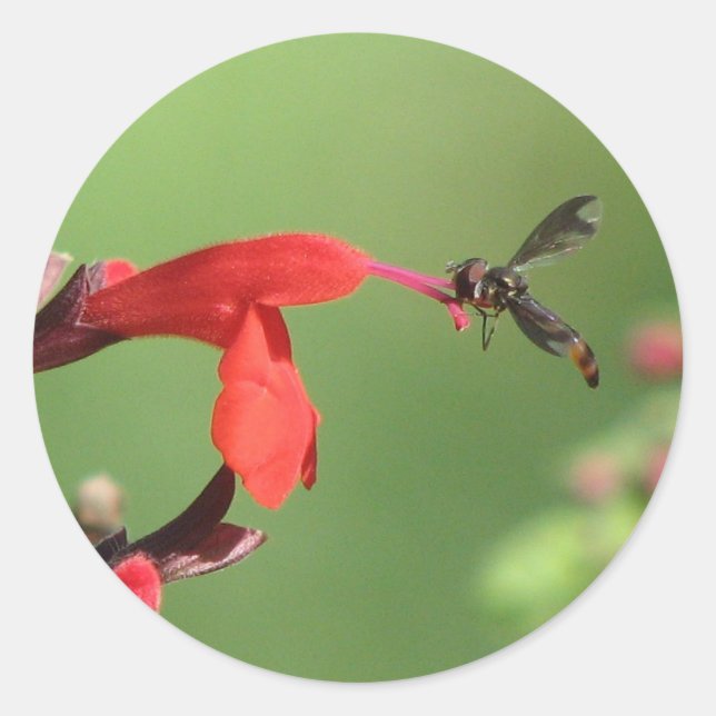 Salvia y Pegatina nativo de abejas (Anverso)