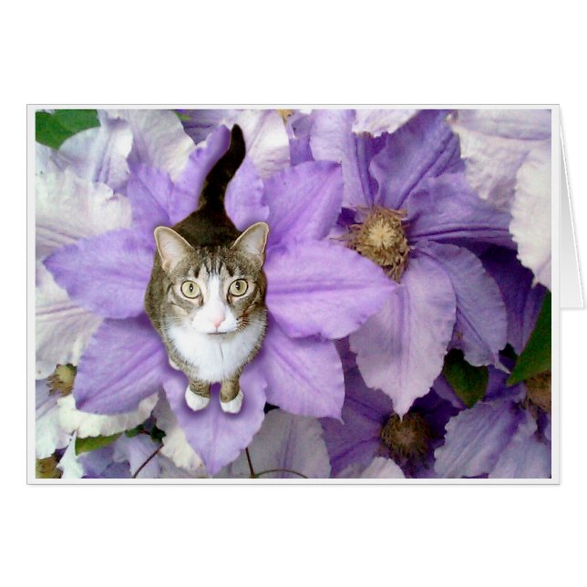 Sam dulce (Anverso (Horizontal))