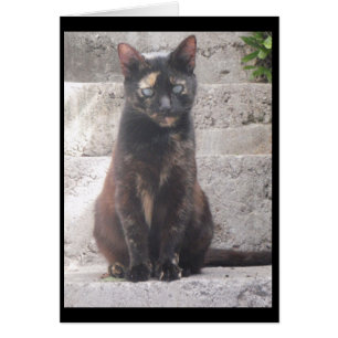 Samantha el gato de Bush