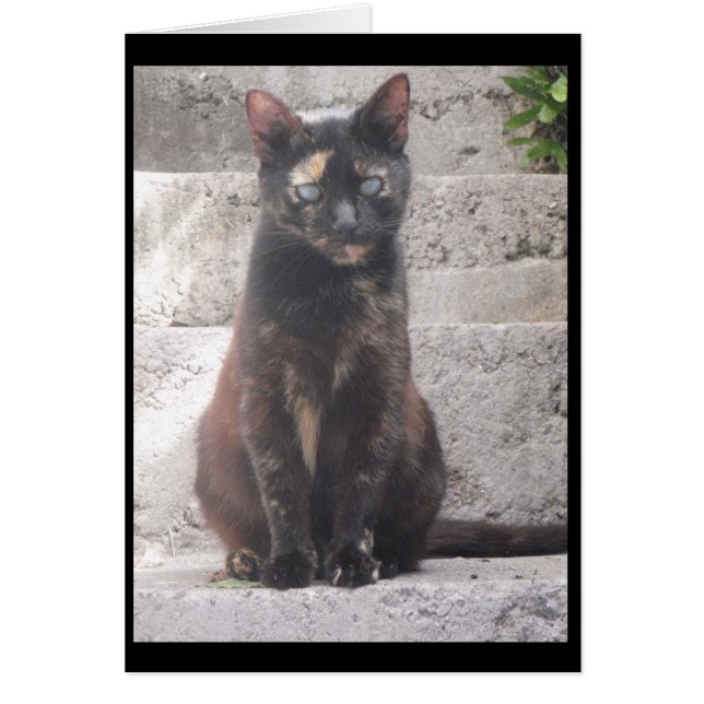 Samantha el gato de Bush (Frente)