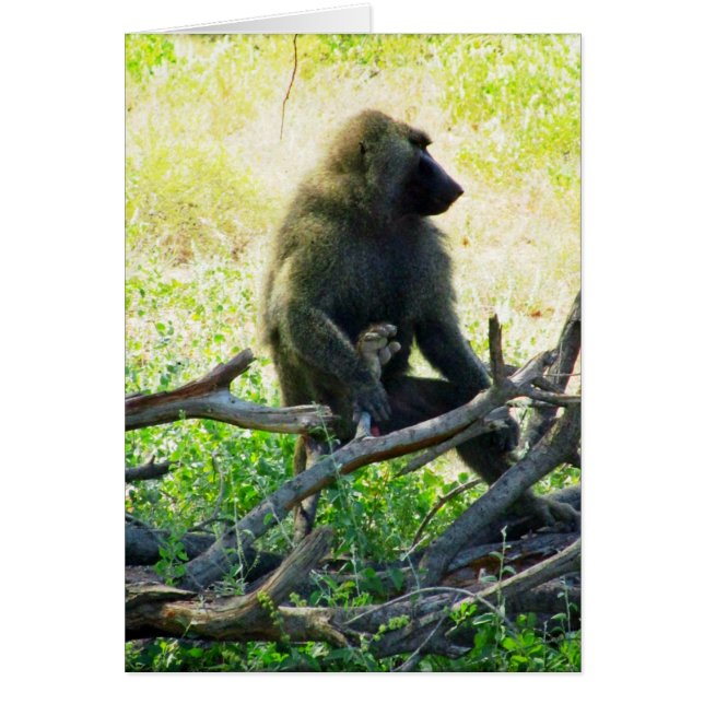 Samburu Baboon (Frente)
