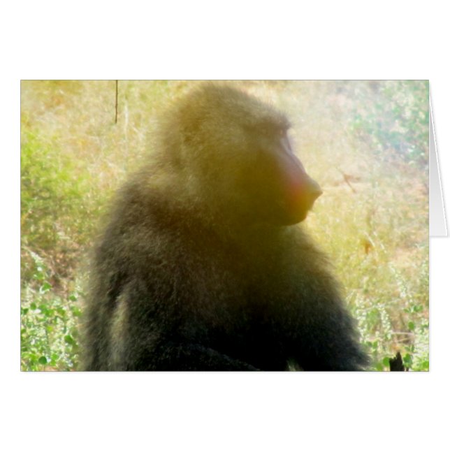 Samburu Baboon Closeup (Anverso (Horizontal))