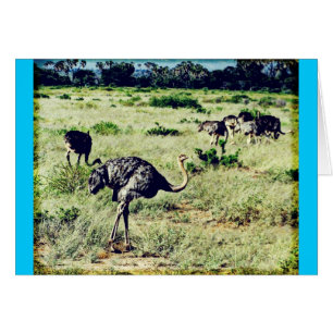 Samburu Ostriches