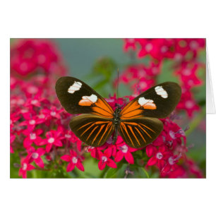 Sammamish Washington Fotografía de Mariposa en 14