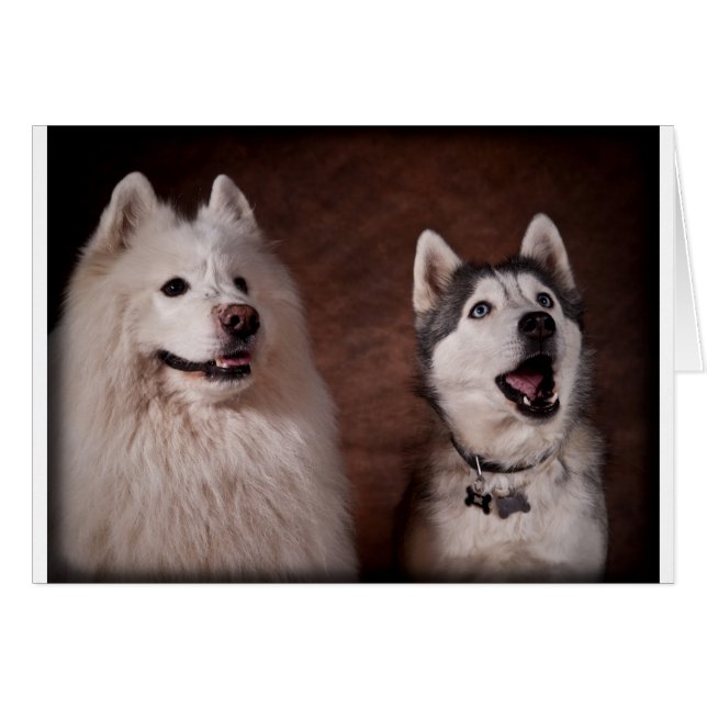 Samoyed and Husky (Anverso (Horizontal))