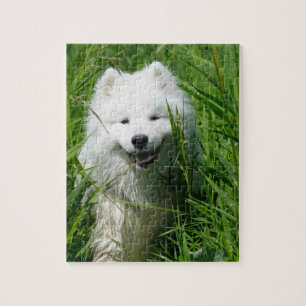 Samoyedo en rompecabezas de la hierba