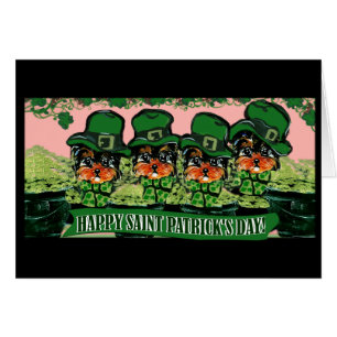 San Patty Yorkie Poos