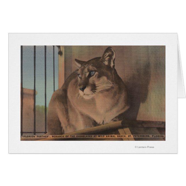 San Petersburgo, Florida - Foto De Florida (Anverso (Horizontal))