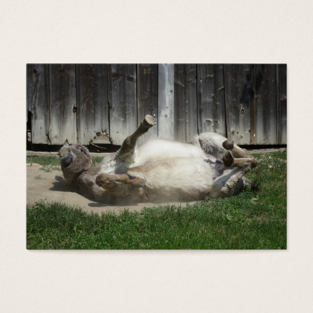 Sand Bathing Donkey (Frente)