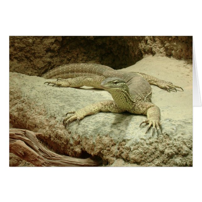 Sand goanna (Anverso (Horizontal))