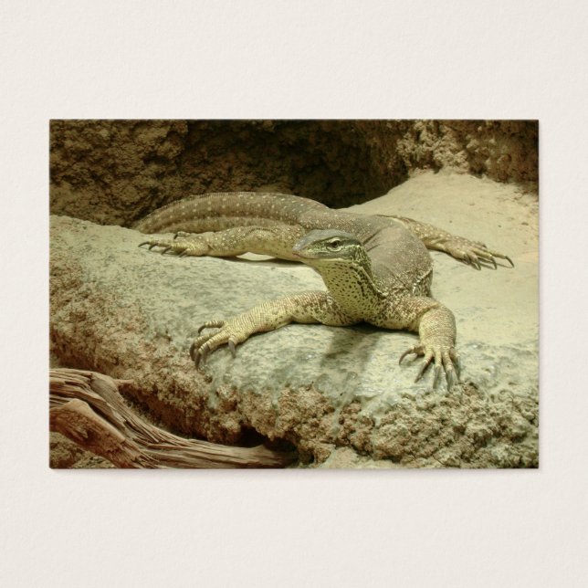 Sand goanna (Frente)