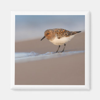 Sanderling 2x2 imán