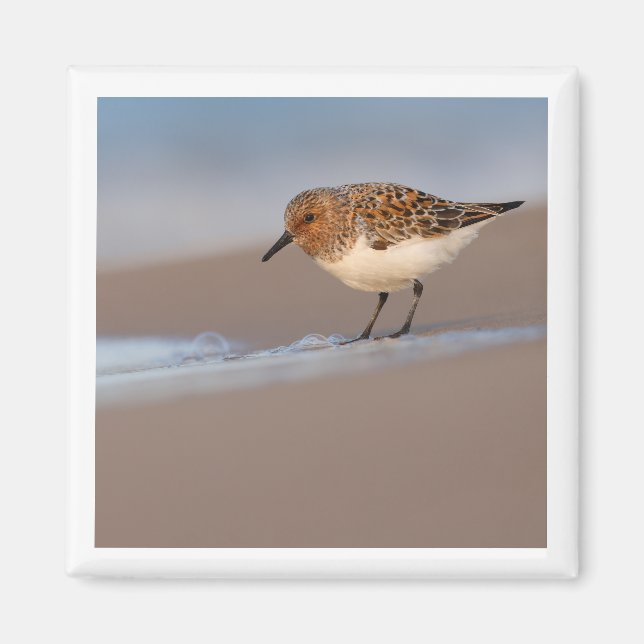 Sanderling 2x2 imán (Frente)