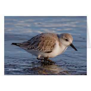 Sanderling se balancea por las aguas invernales