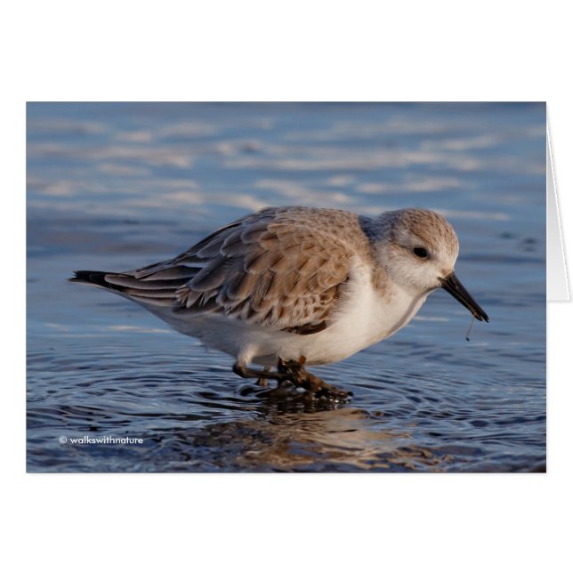 Sanderling se balancea por las aguas invernales (Anverso (Horizontal))