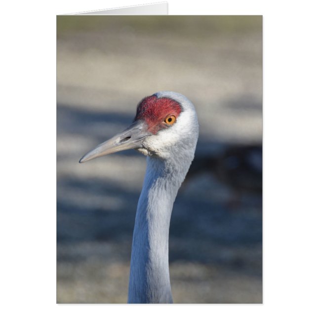 Sandhill Crane (Frente)
