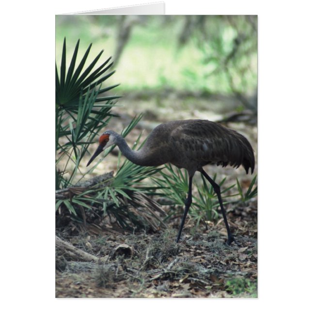 Sandhill Crane (Frente)