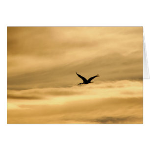 Sandhill Crane en Nuevo México