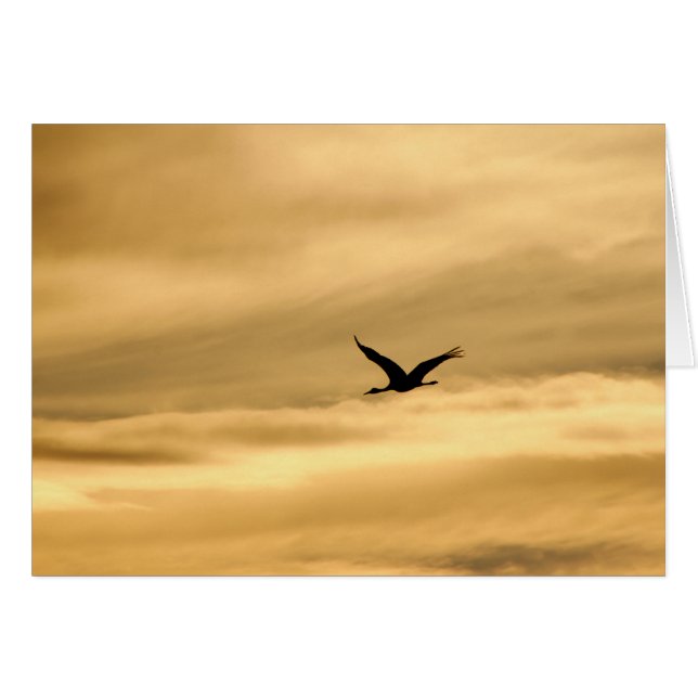 Sandhill Crane en Nuevo México (Anverso (Horizontal))