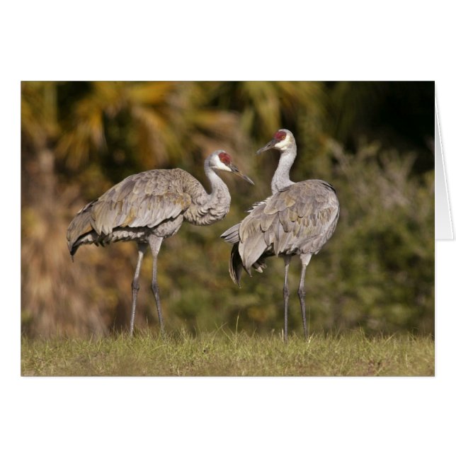 Sandhill Cranes (Anverso (Horizontal))